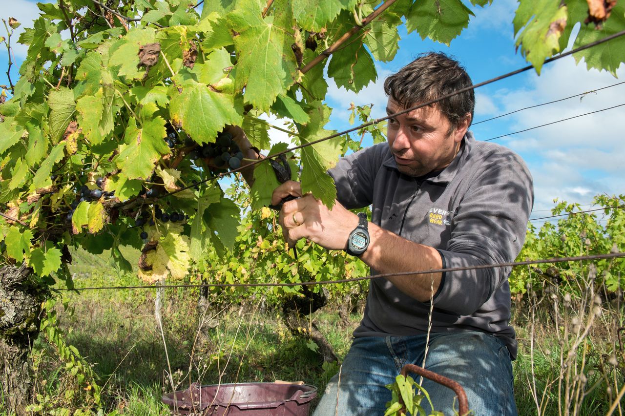 Vins Vigneron Anne & Emmanuel Houillon 8752